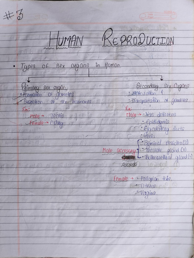 Human Reproduction | PDF