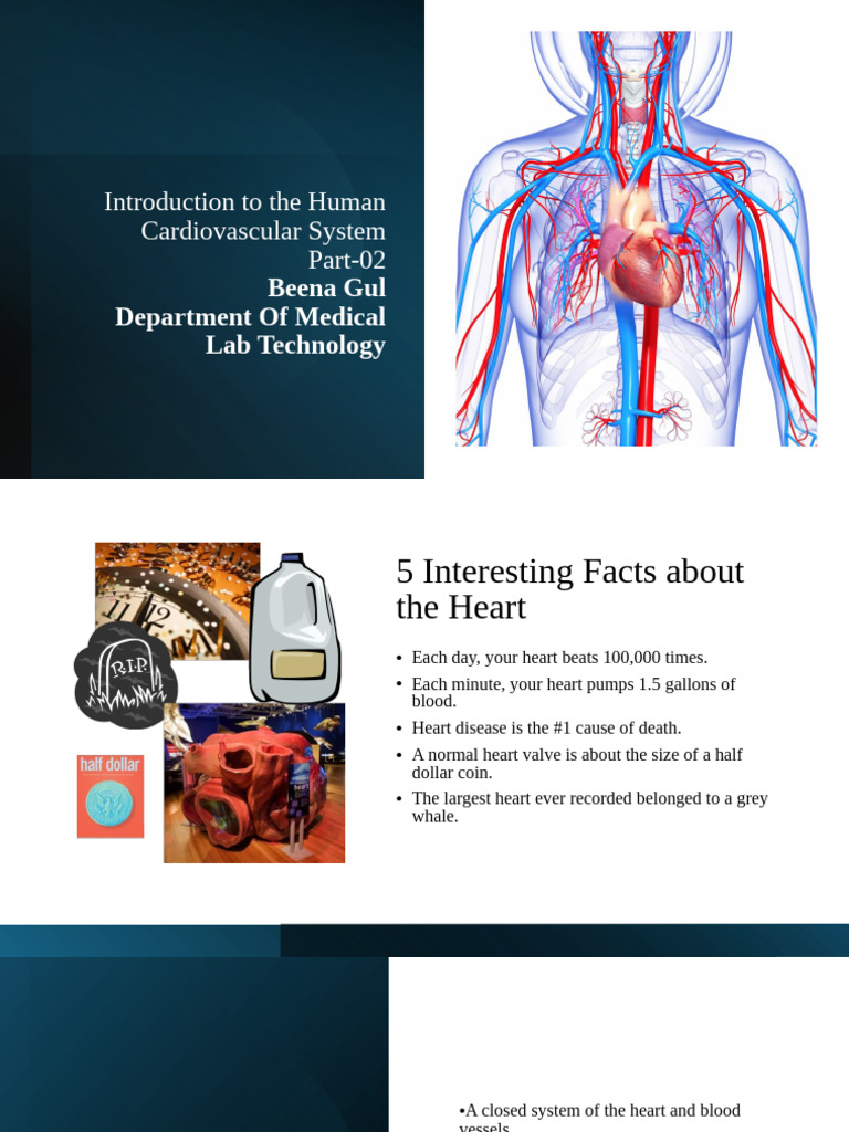 09-CardioVascular System Part 2 | PDF | Heart Valve | Heart
