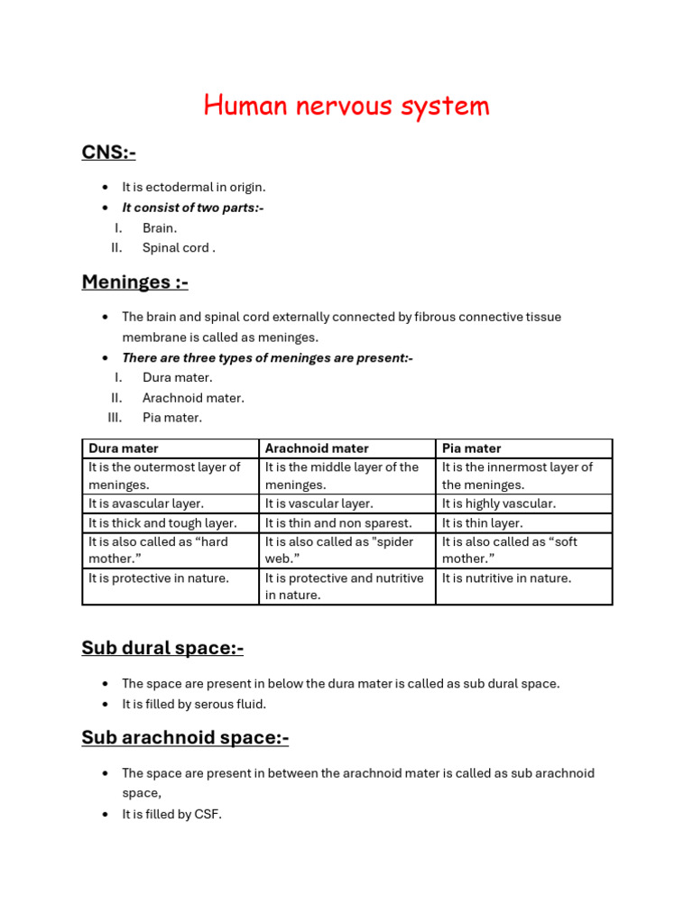 human nervous system | PDF | Cerebrum | Spinal Cord
