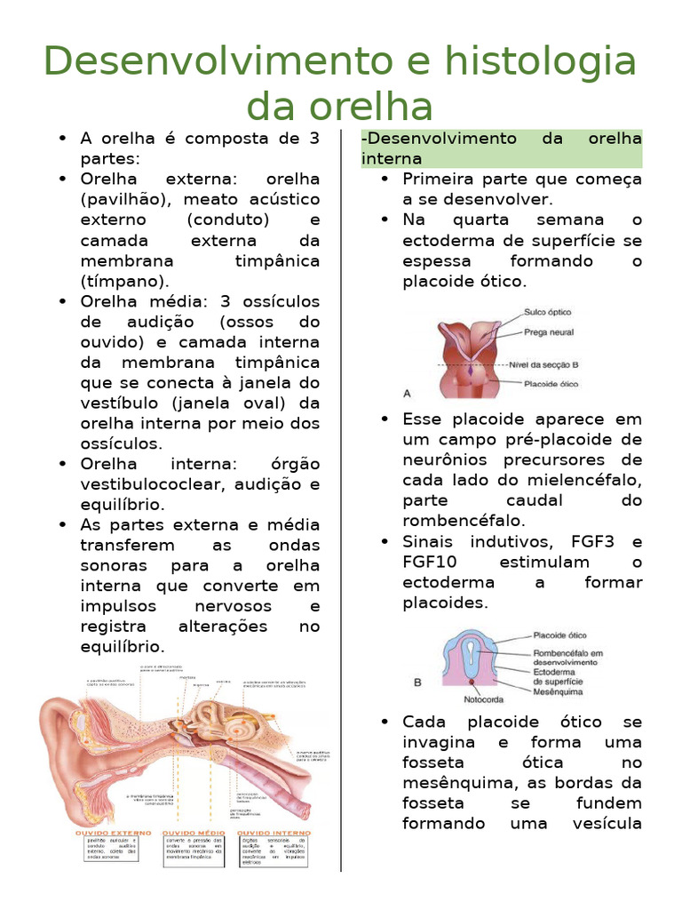 Desenvolvimento e Histologia da Orelha | PDF | Orelha | Audição