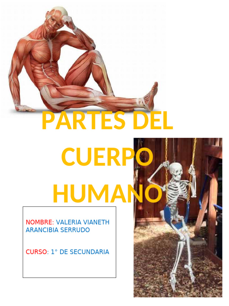 Partes del Cuerpo Humano Explicadas | PDF