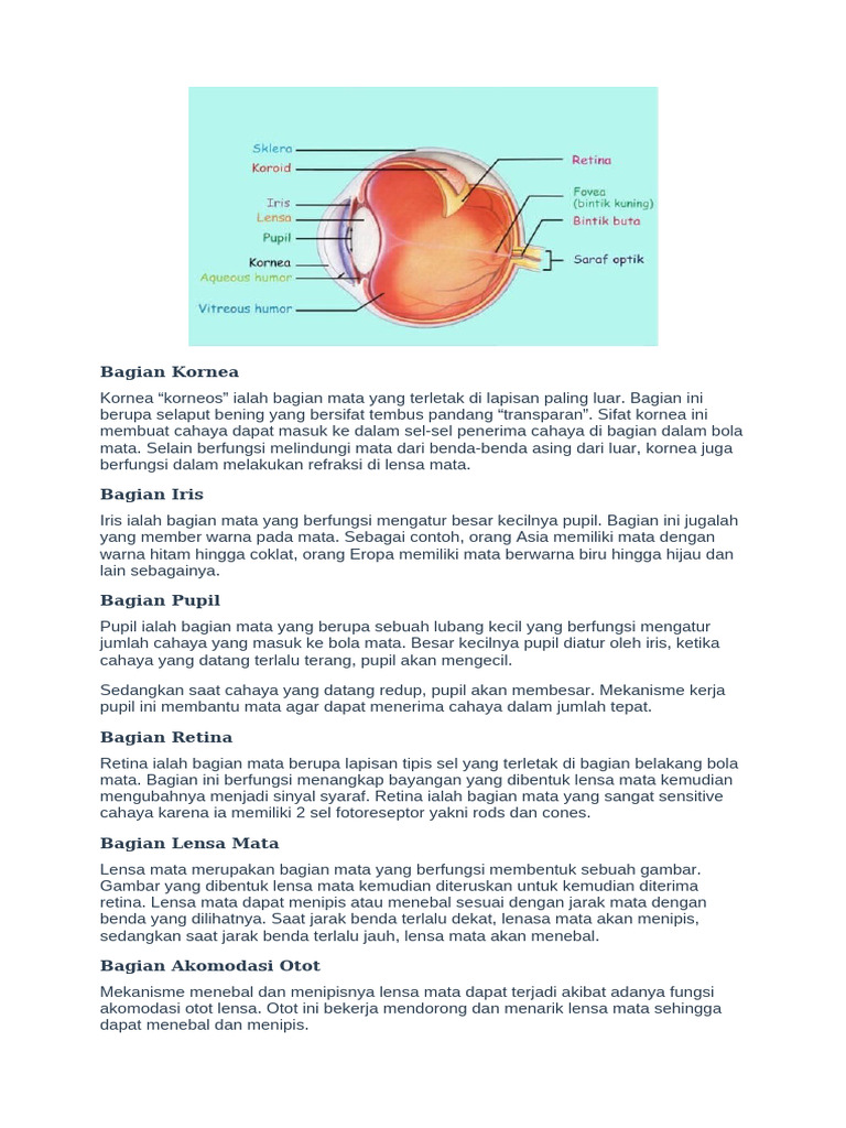 bagian-kornea-pdf