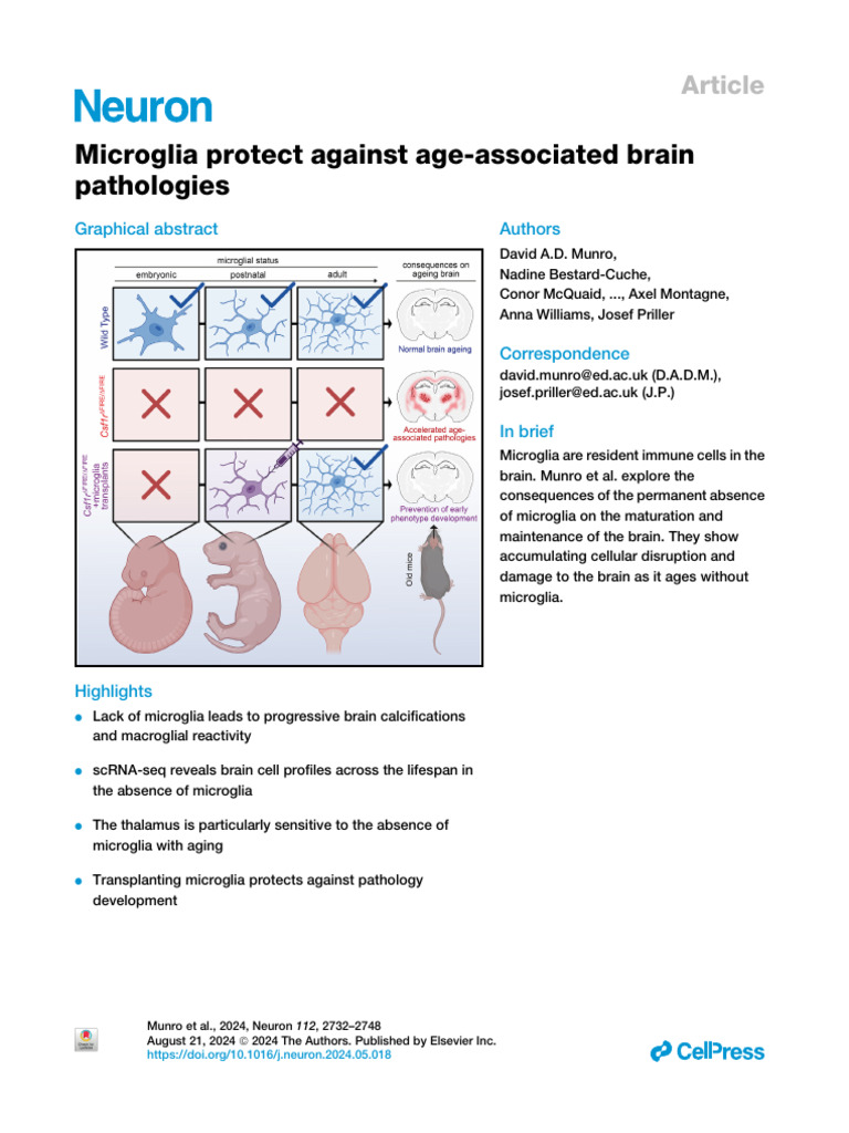 Microglia's Role in Aging Brain Health | PDF | Microglia | Cell Biology