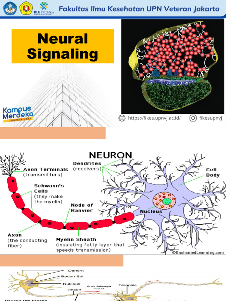 Neural Signaling | PDF | Chemical Synapse | Synapse