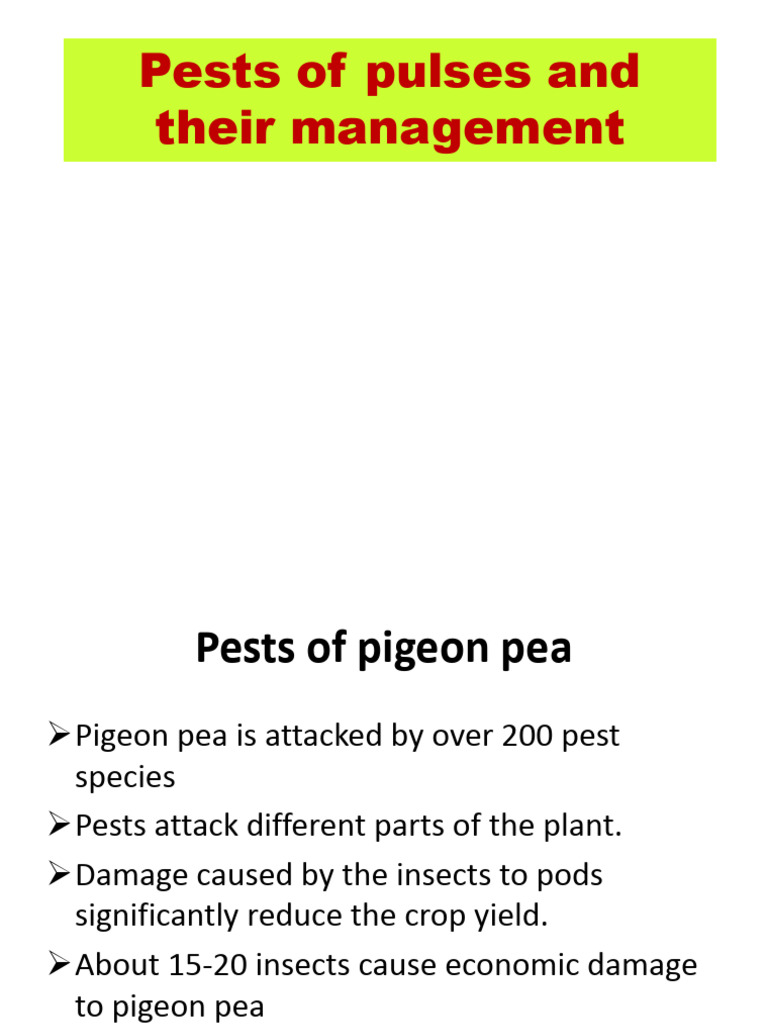 Managing Pests of Pulses in India | PDF | Legume | Pest (Organism)