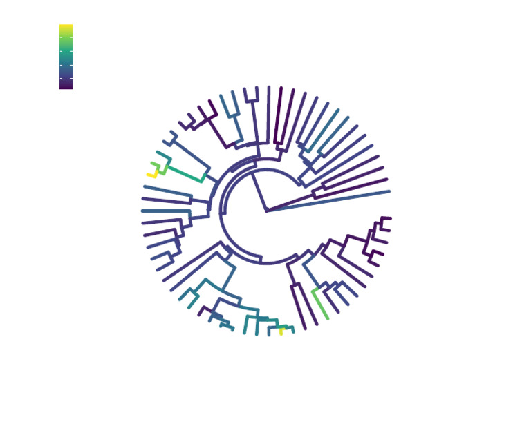 Rebev Species Overview | PDF