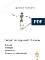 O Esqueleto Humano