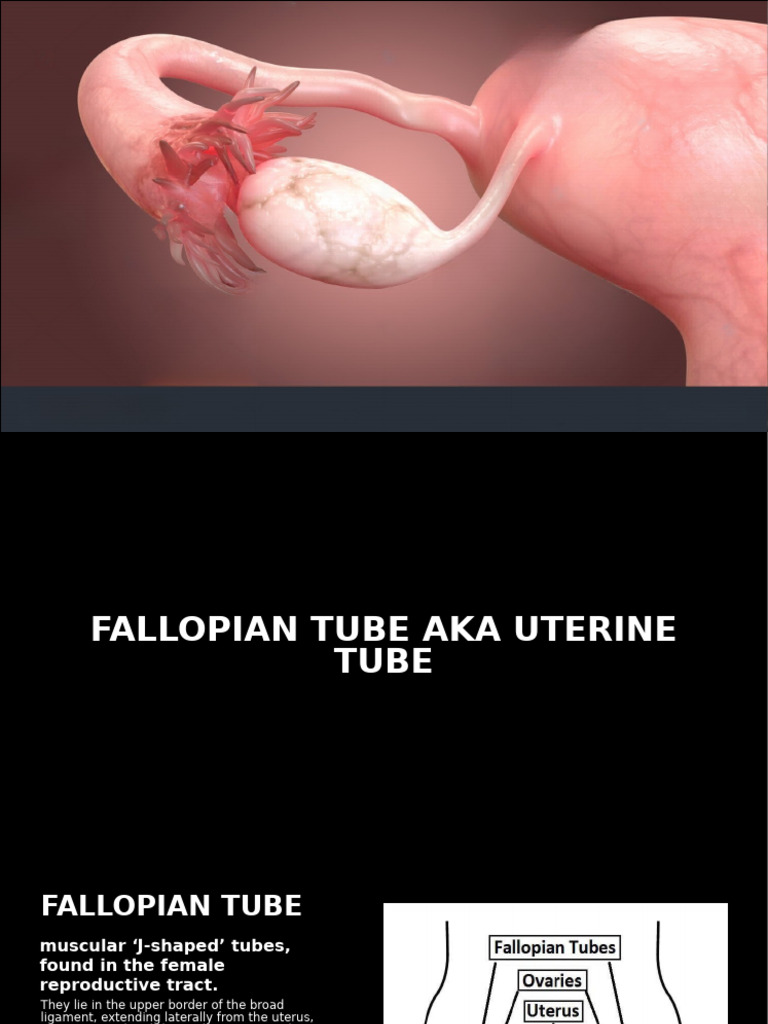 Anatomy of Ovary and Fallopian Tube | PDF | Ovary | Uterus