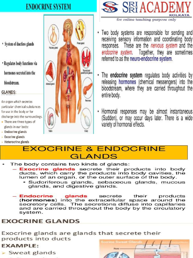 Endocrine System Part 1 Pdf