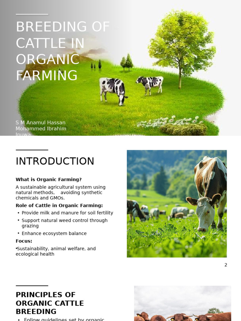 Breeding of Cattle in Organic Farming | PDF | Organic Farming | Agriculture