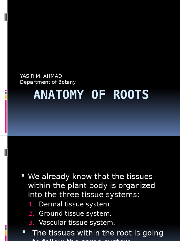 Anatomy of Root | PDF | Tissue (Biology) | Root