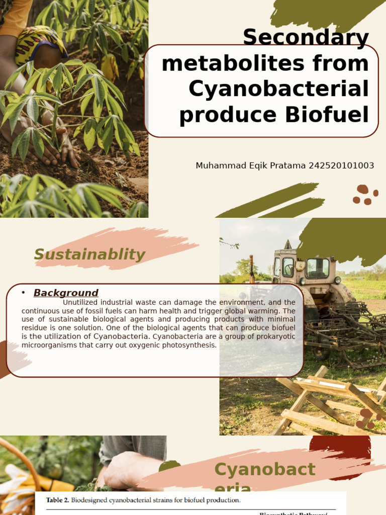 Cyanobacteria Biofuel Production | PDF