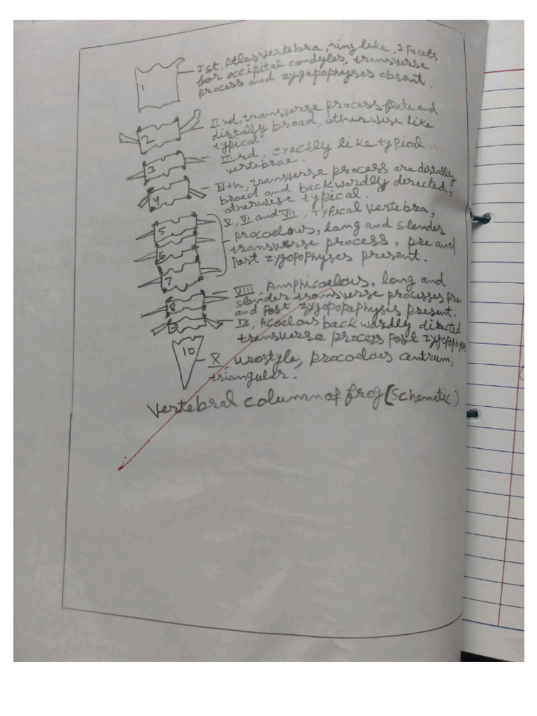 Zoology Semester 2nd Practical File Part 2 | PDF