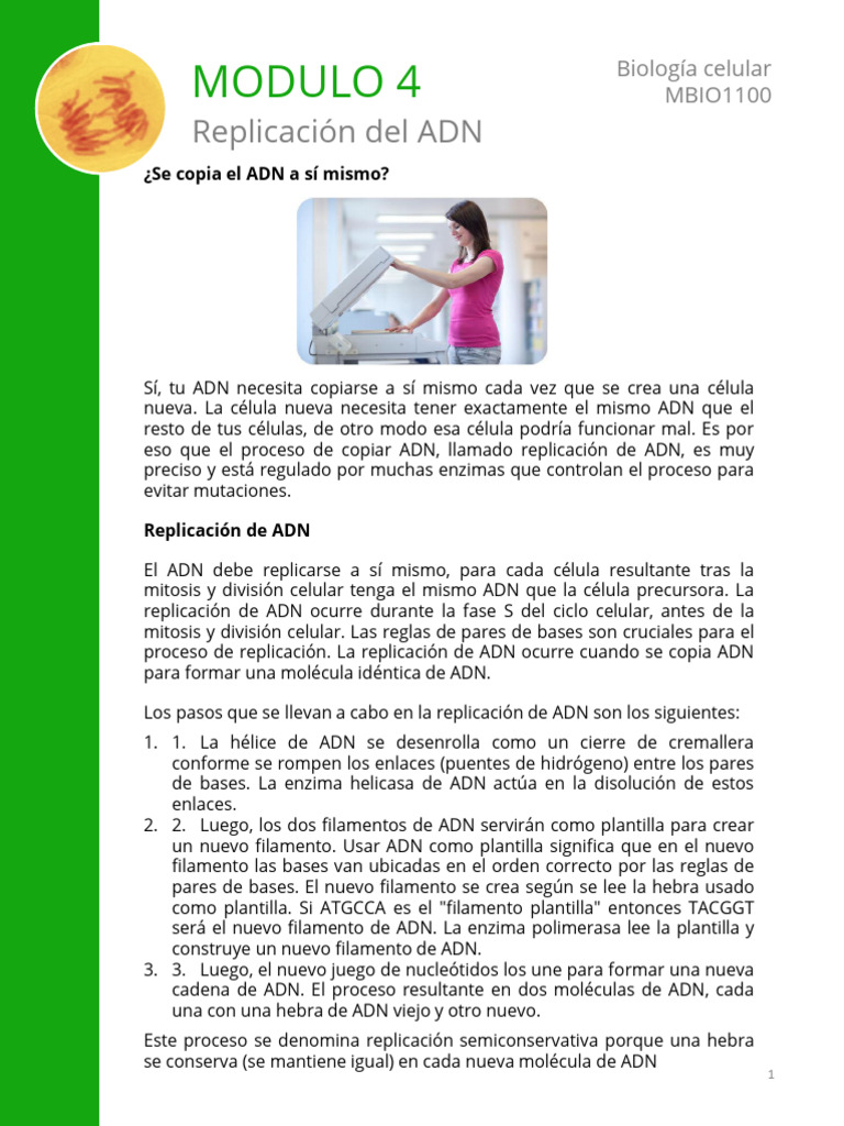 Replicación del ADN: Proceso y Enzimas | PDF | Replicación De Adn | Adn