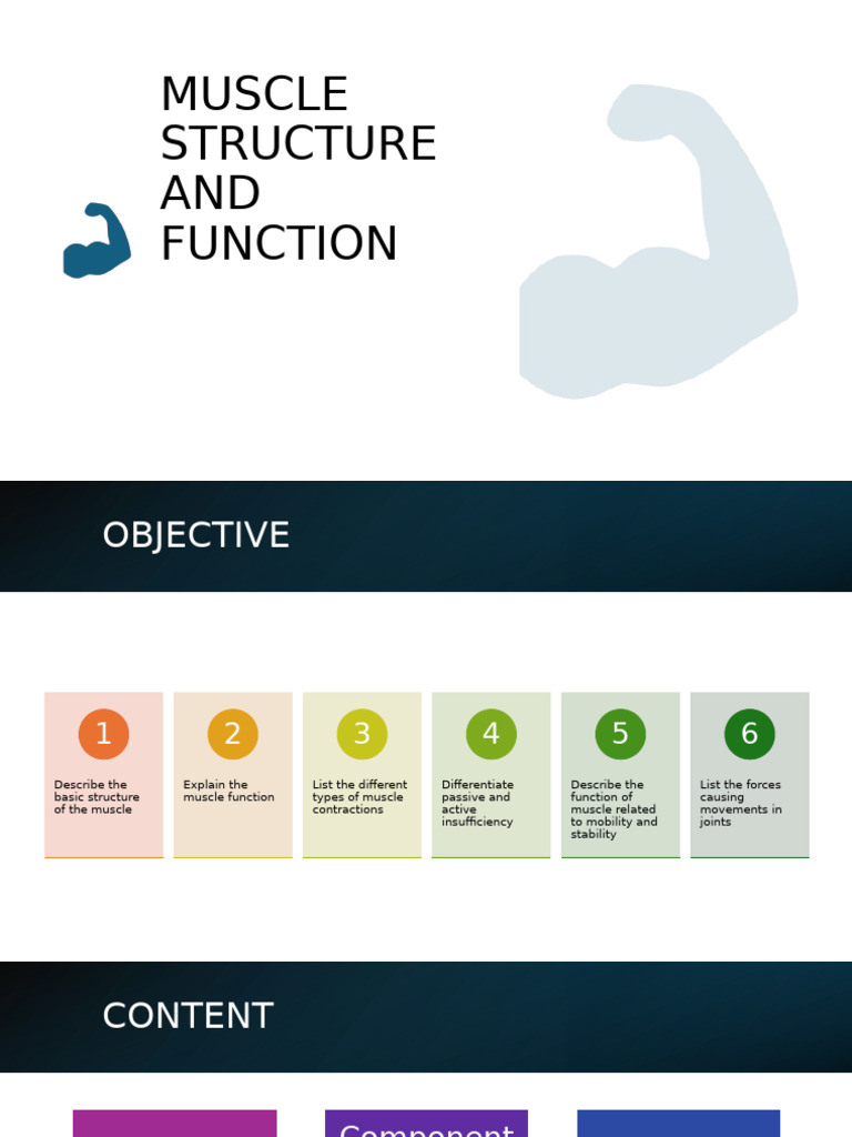 Muscle Structure and Function Overview | PDF | Motor Neuron | Muscle ...