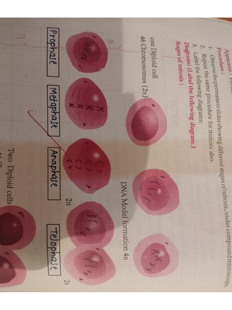 Science Practical | PDF