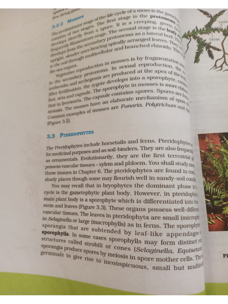 Mosses Diagram | PDF