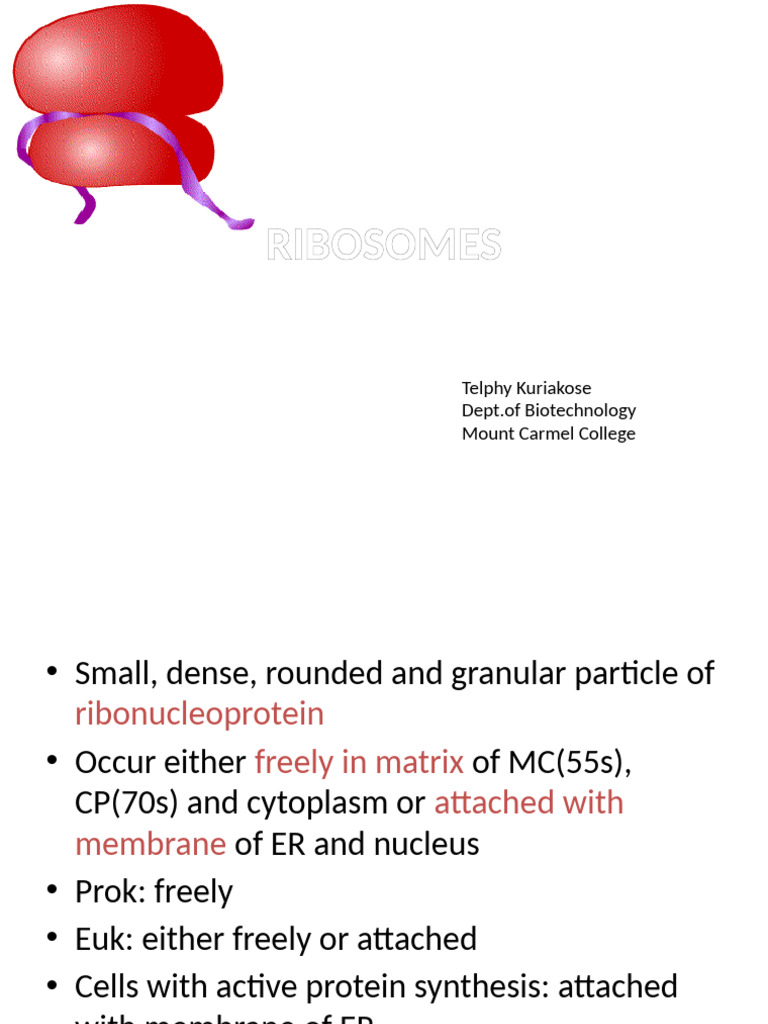Ribosomes Bsc | PDF | Ribosome | Ribosomal Rna