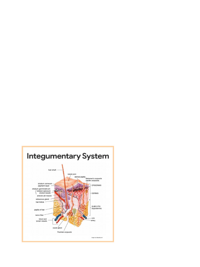 Integumentary System Overview | PDF | Ear | Skin