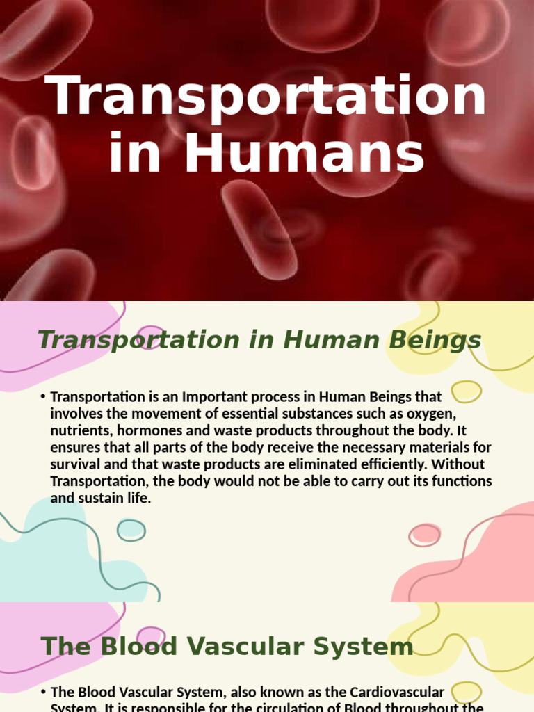 Human Blood Transportation System | PDF | Diastole | Heart