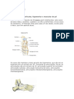 Anatomia Do Pé