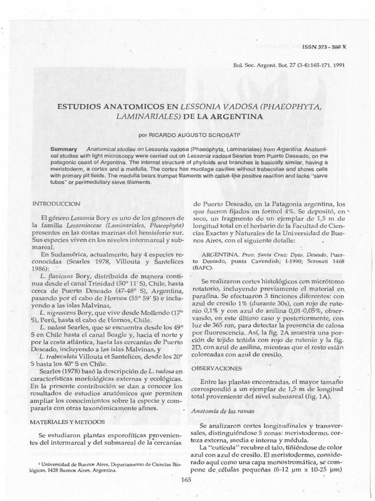 Anatomía de Lessonia vadosa en Argentina | PDF | Algas