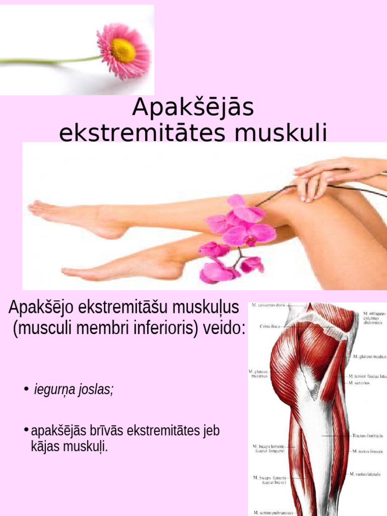 KAJA Muskuli | PDF