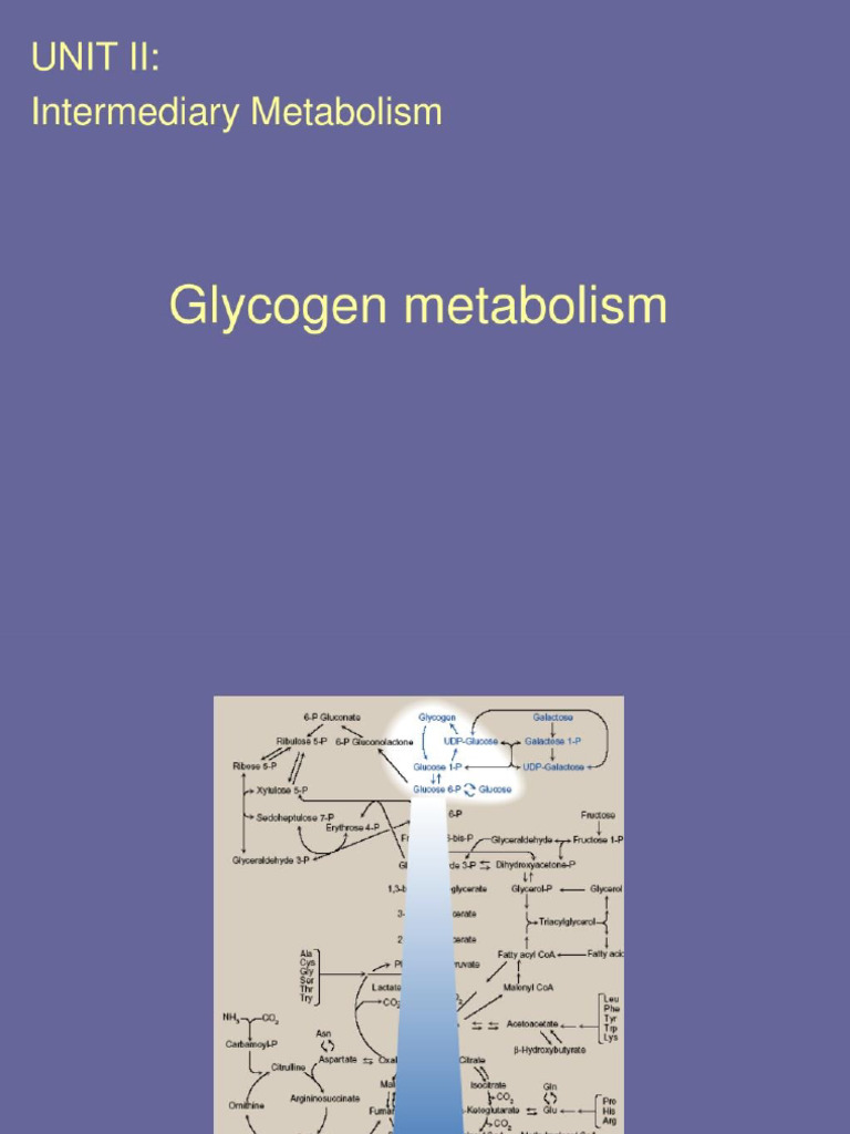 Glycogen Metabolism | PDF