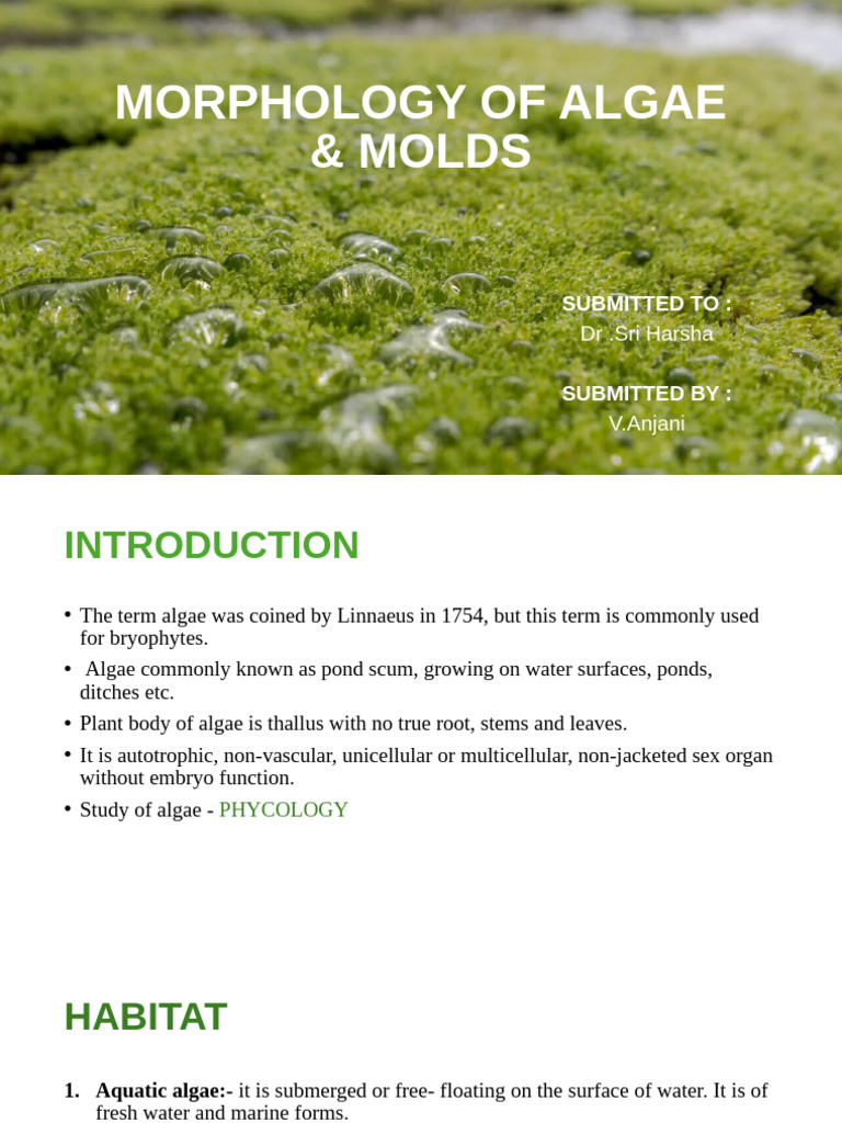 Morphology of Algae and Fungi | PDF | Fungus | Algae