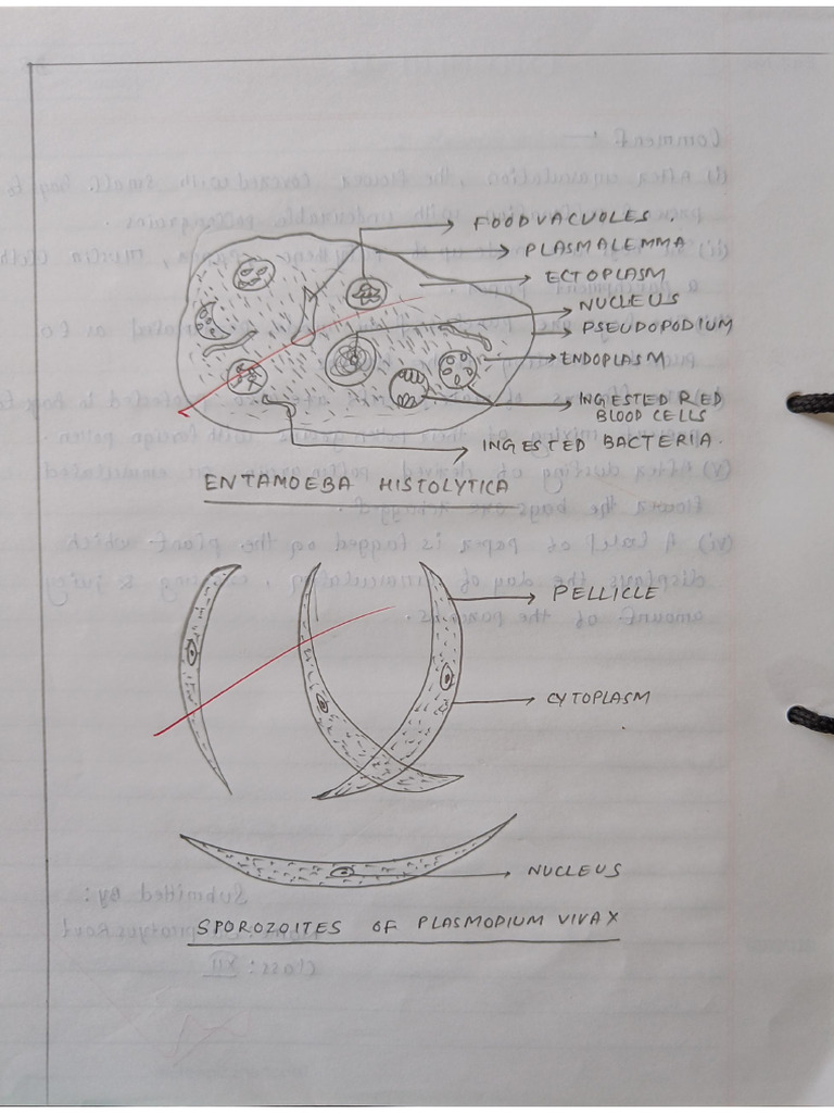 Experiment 13 | PDF