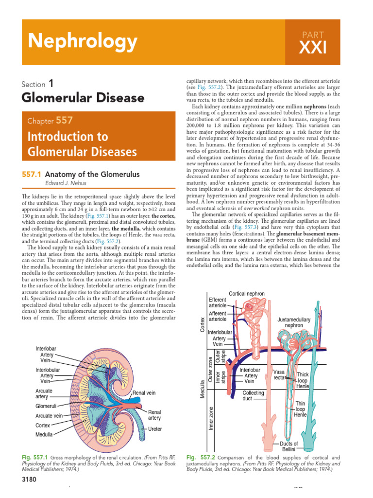 Anatomy of the Kidney Glomerulus | PDF | Kidney | Urinary System