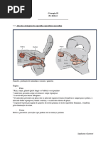 Afecções do Pênis e Prepúcio em Cães | PDF | Pênis | Cães