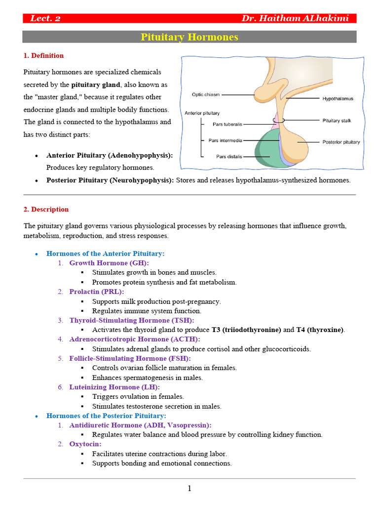 Pituitary Hormones 2 | PDF | Pituitary Gland | Glands