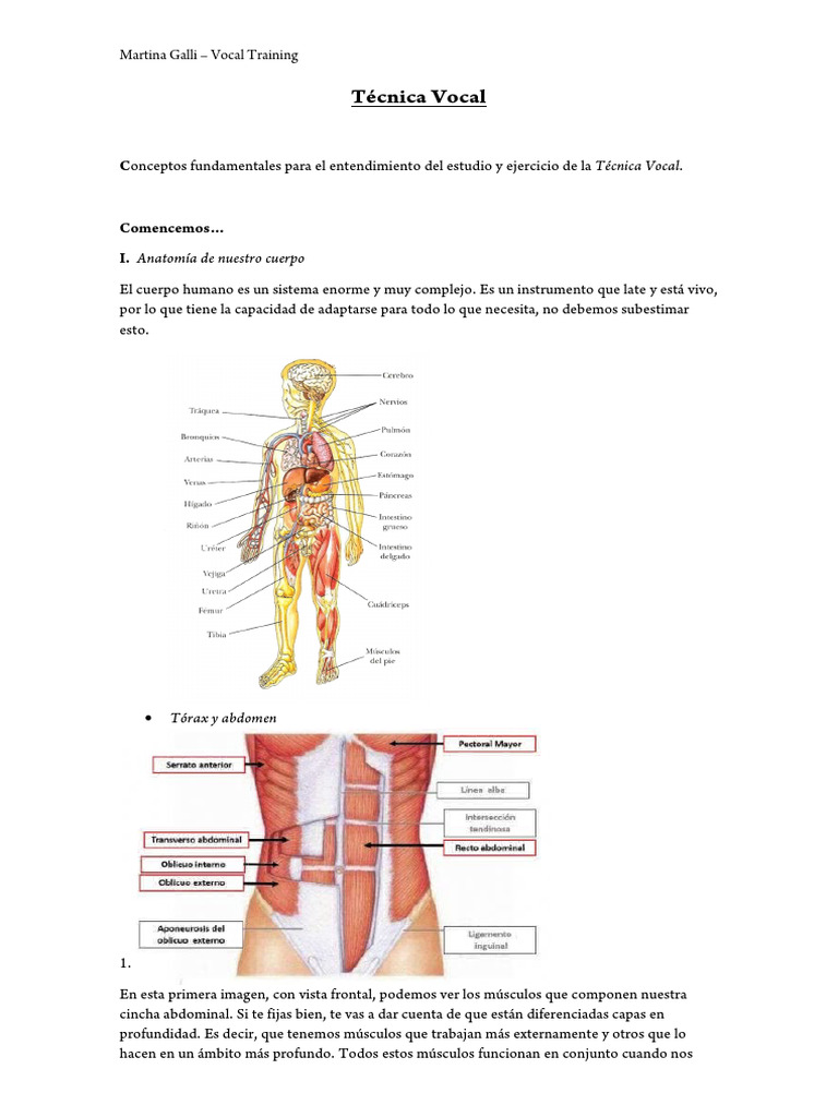 Anatomía y Cuidado de la Voz | PDF | Laringe | Anatomía humana