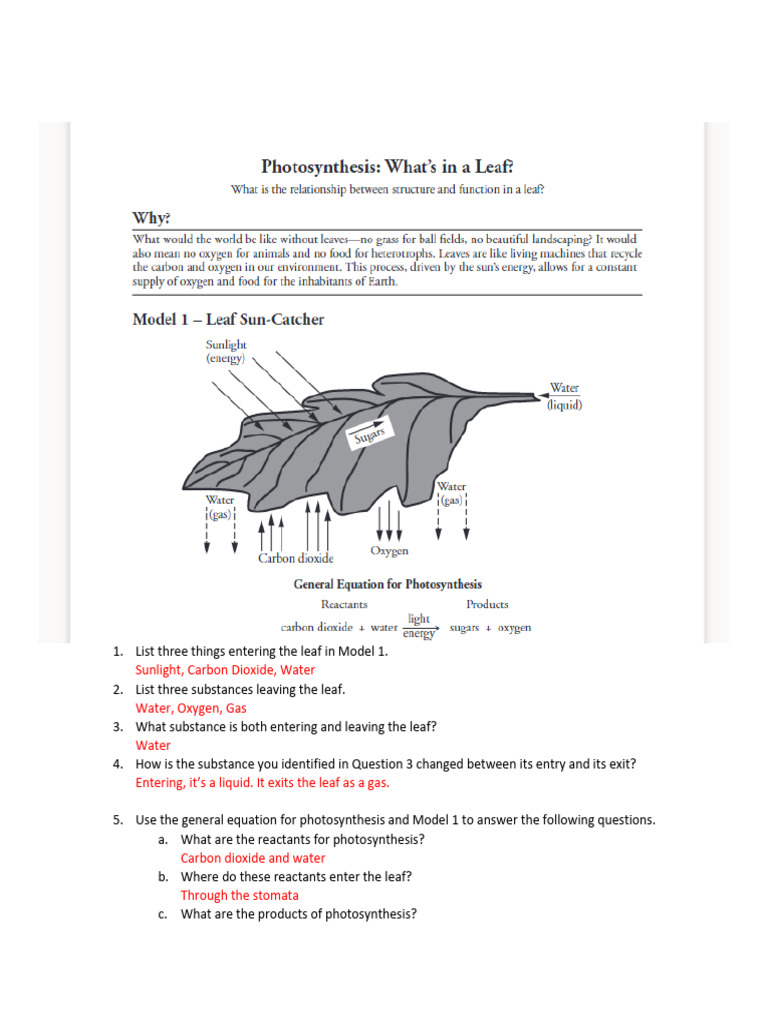 Photosynthesis Process in Leaf Structure | PDF | Leaf | Photosynthesis