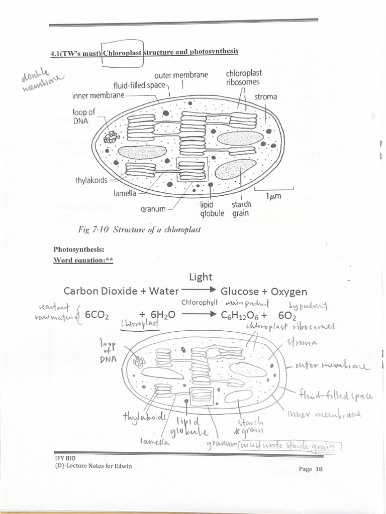 4.1 (TW's Must) Chloroplast Structure and Photosynthesis | PDF