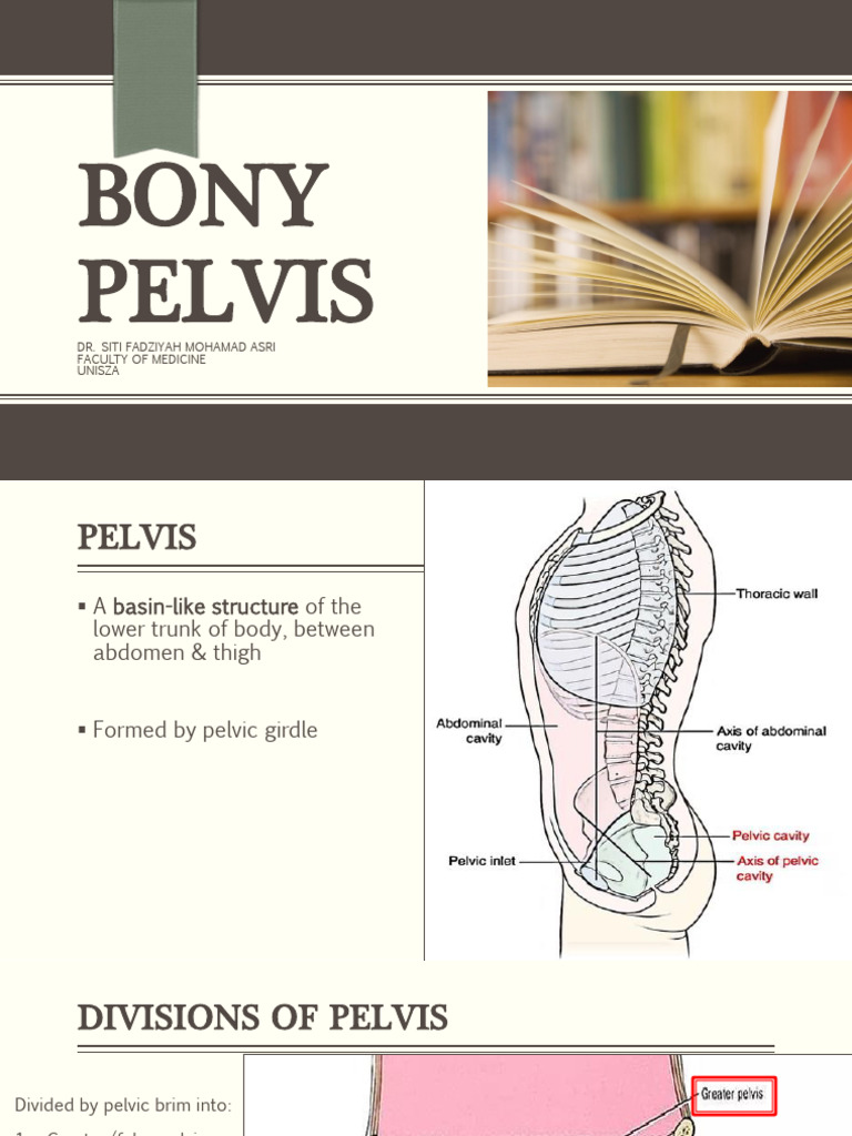 Anatomy and Function of the Pelvis | PDF | Pelvis | Musculoskeletal System