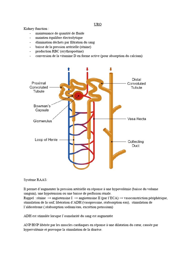 Fonction rénale et pathologies associées | PDF | Urine | Insuffisance ...