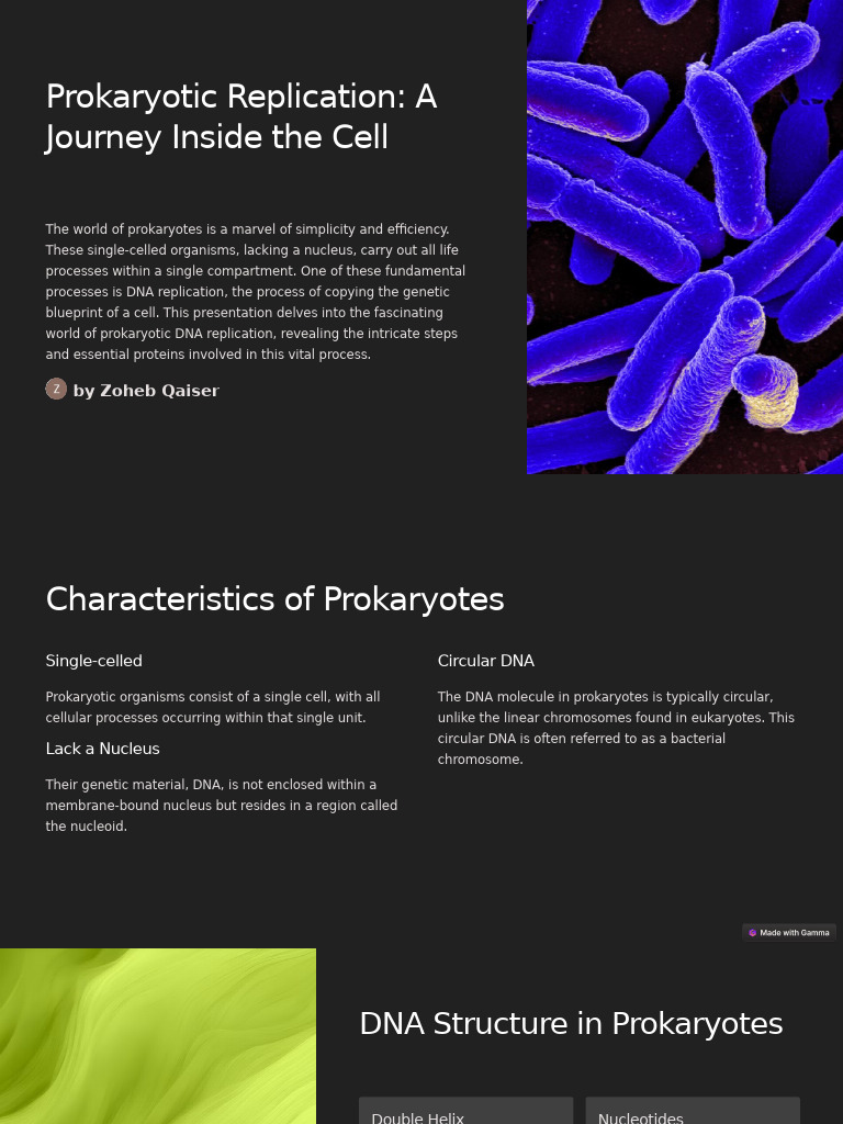 Prokaryotic DNA Replication Guide | PDF | Dna Replication | Dna