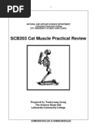 Cat Muscles Study Guide