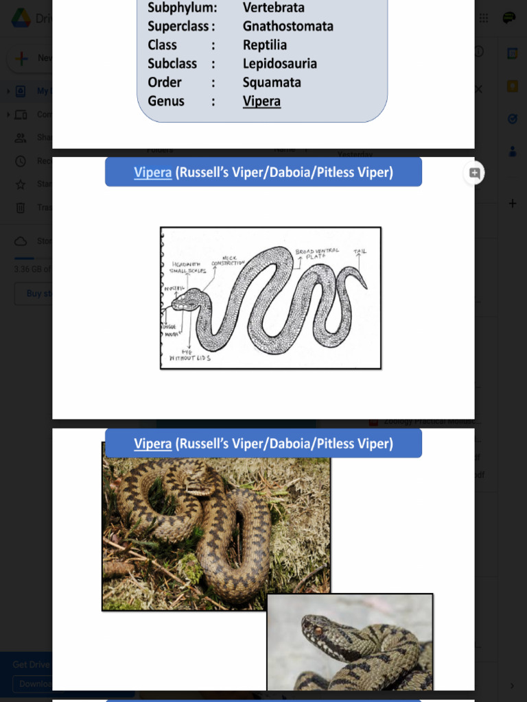 My Drive Google Documents Download