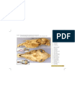 Atlas Osteologi 1 3