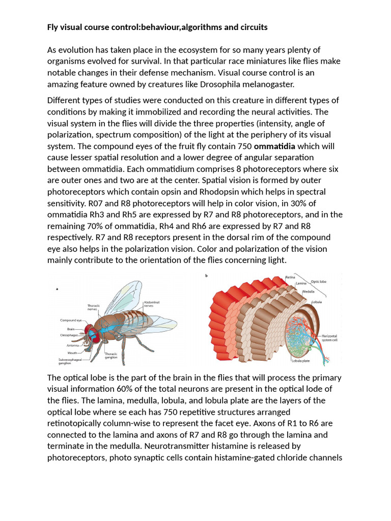 Fly Visual Course Control Mechanisms | PDF | Drosophila Melanogaster | Eye