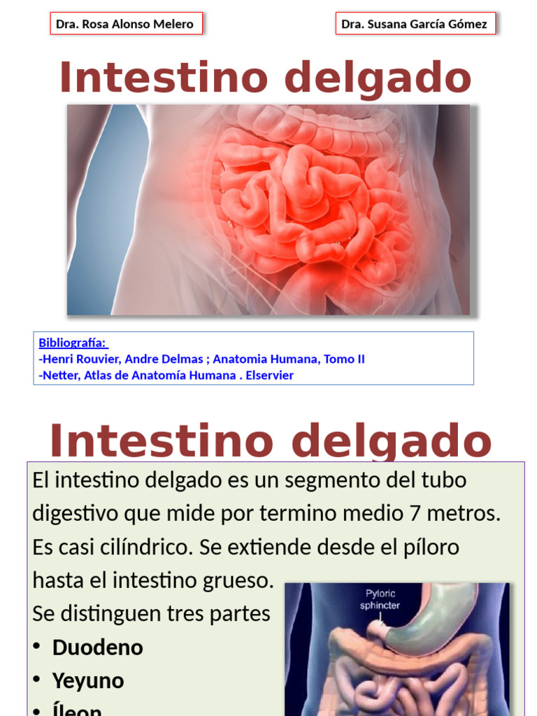 Anatomía del Intestino Delgado | PDF | Tracto gastrointestinal ...