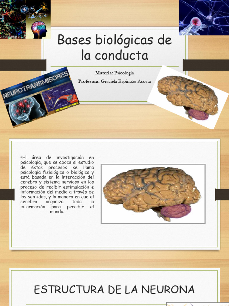 Bases biológicas de la conducta humana | PDF | Neurona | Cerebro