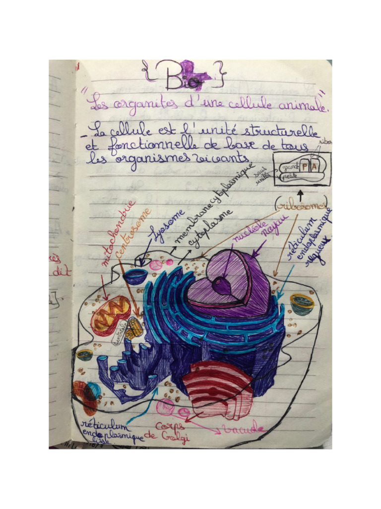 Bio | PDF