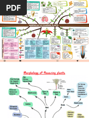 洋書 MORPHOLOGY OF PLANTS Morphology-of-flowering-plants