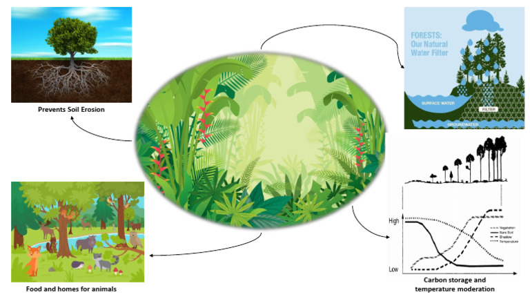 Forest Usage and Exploitation Summary | PDF