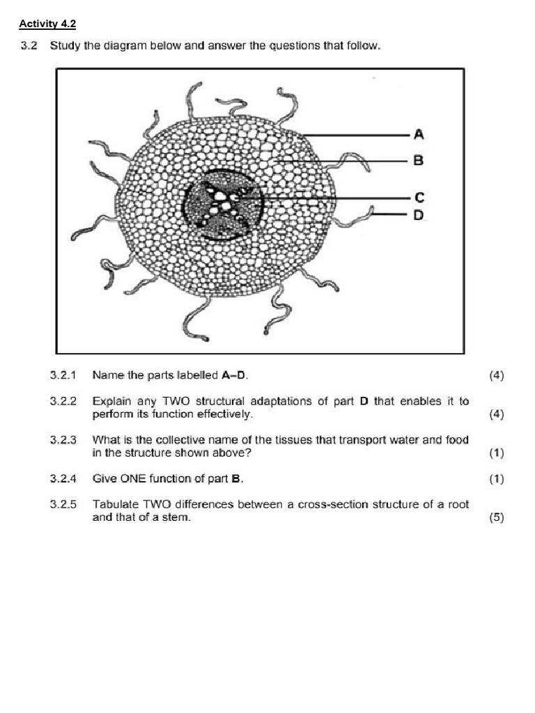 Biology Root Structure Quiz | PDF