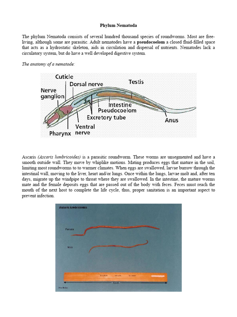 Nematodes | PDF